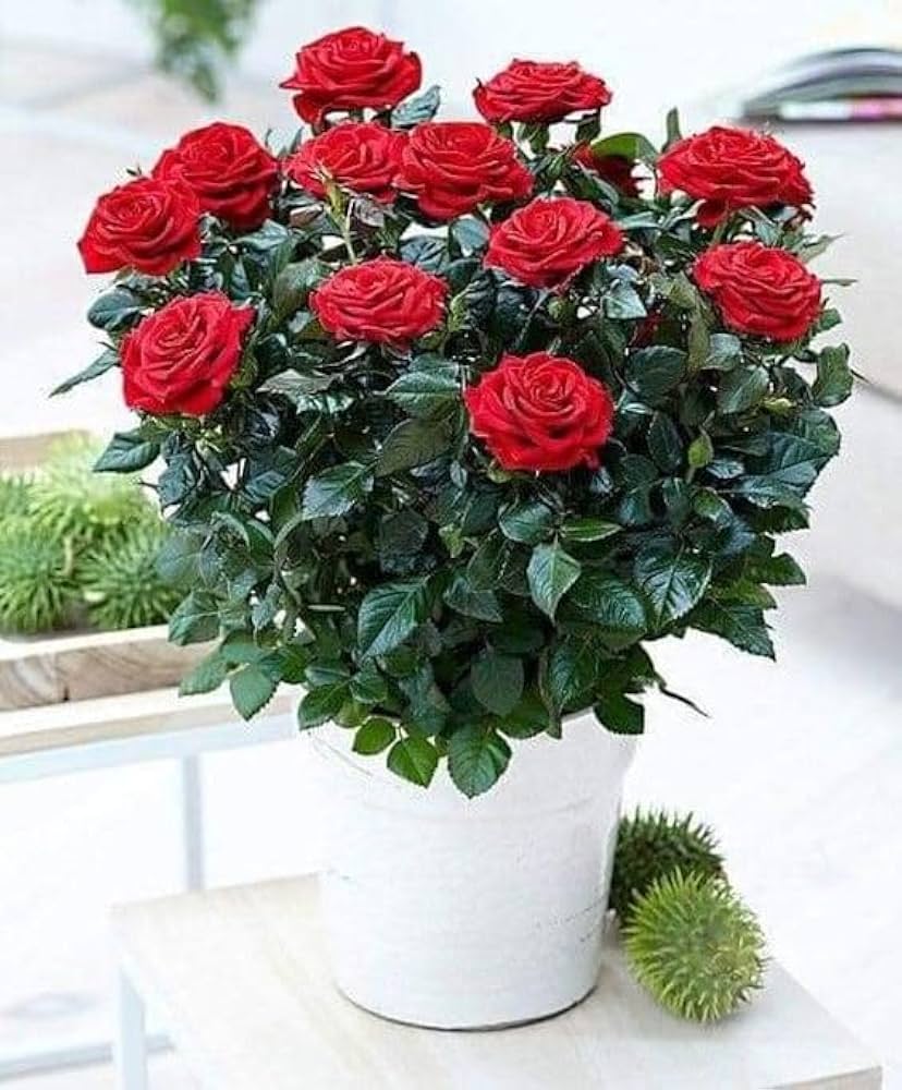 Oriental Beauty Rose Mixed Rose Flower - for planting in home garden